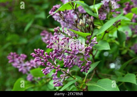 Syringa vulgaris lilas commun lilas ou fleur sur bush en jardin Banque D'Images