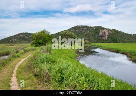 Vues sur le sentier des marécages dans la zone commune de la ville des nombreux sommets randonnée jusqu'à Mount Marlow, Townsville Town Common Queensland, Australie. Banque D'Images