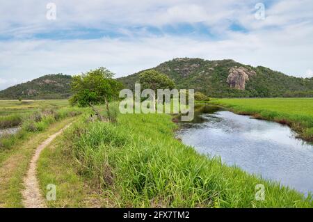 Vues sur le sentier des marécages dans la zone commune de la ville des nombreux sommets randonnée jusqu'à Mount Marlow, Townsville Town Common Queensland, Australie. Banque D'Images