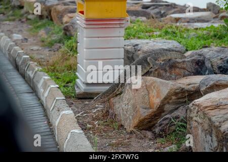 Moniteur d'eau asiatique Lizard, connu sous le nom de moniteur d'eau malayan, moniteur d'eau commun, moniteur à deux bandes, lézard à riz, lézard en anneau, langoule de lézard simple Banque D'Images