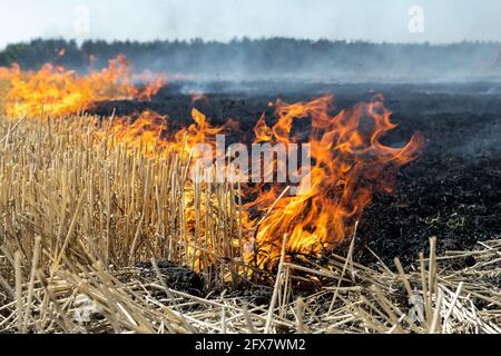 Feu de forêt sur le chaume de champ de blé après la récolte près de la forêt. Brûlage des prairies d'herbe sèche en raison du changement climatique aride temps chaud et de la pollution éluronmentale Banque D'Images