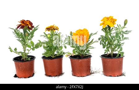 Tagetes patulas devant un fond blanc Banque D'Images