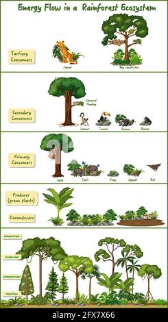 Illustration de la circulation d'énergie dans un écosystème de forêt tropicale Illustration de Vecteur