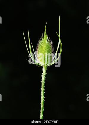 Cuillère à café Dipsacus fullonum Essex, Royaume-Uni PL002371 Banque D'Images