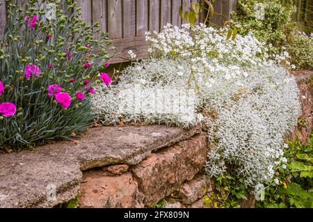 Neige en été ou Cerastium tomentosum. Banque D'Images