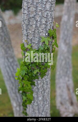 Ivy qui pousse une tige d'arbre. Banque D'Images