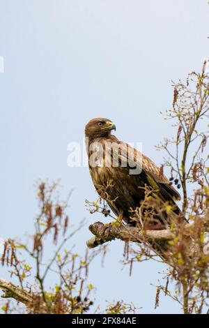 Bourdonnement impressionnant, buteo buteo, assis sur une branche au printemps avec un espace de copie. L'oiseau de proie dominant observe sur une branche. Animal à plumes Banque D'Images