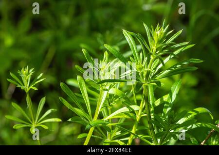 Les castors (Galium aparine, également appelé goosegrass, stickyweed), usine britannique, plantes, mauvaises herbes, mauvaises herbes Banque D'Images