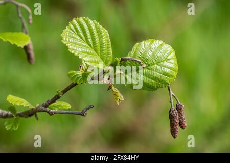 Arbre aulne (Alnus glutinosa), gros plan de feuilles et de chatons frais en mai ou à la fin du printemps, au Royaume-Uni Banque D'Images