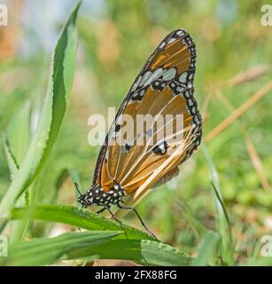 Gros plan macro détail du papillon monarque danaus plexippus sur l'herbe feuille dans le jardin Banque D'Images