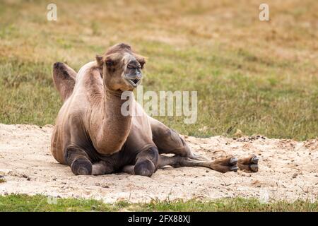Chameau de Bactrian, camelus bactrianus, pond dans le sable. Le chameau de bactrian, ou mongol, est un ongulate à deux bosses originaire des steppes de l'Asie centrale Banque D'Images
