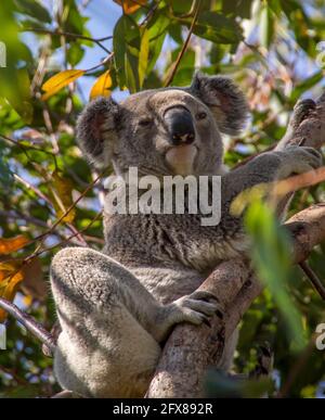 Gros plan du koala sauvage (espèce en voie de disparition), Phascolarctos cinereus, dans un arbre à gomme (eucalyptus) dans la forêt tropicale du mont Tamborine, en Australie. Banque D'Images