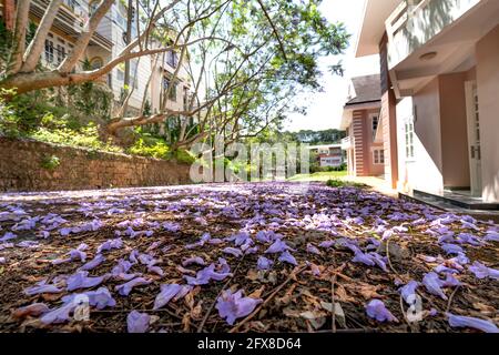 Gros plan de la route pleine de fleurs jacaranda tombées Banque D'Images