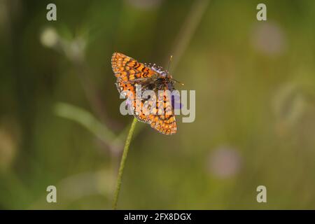 Marsh fritillary, Euphydryas aurinia Beckeri, Espagne, Europa. Banque D'Images