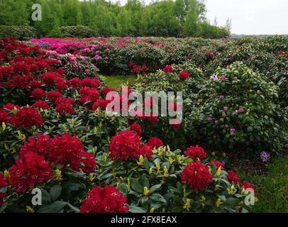 Buissons de rhododendron rouges au premier plan. Des roses en arrière-plan. Banque D'Images