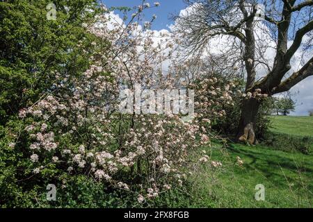 Crabe pommier en fleur, Thorpe, parc national de Peak District, Derbyshire Banque D'Images