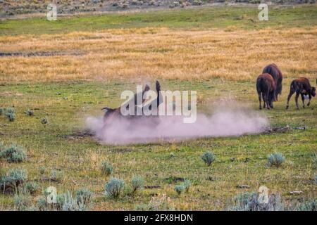 Le bison américain roule dans une allow en prenant un bain de poussière Banque D'Images