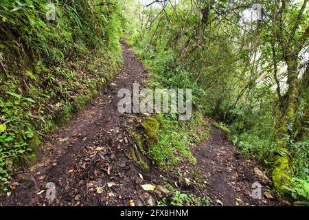 Machu Picchu, chemin vers la ville péruvienne de l'incan, site du patrimoine mondial de l'unesco, vallée sacrée, région de Cusco, Pérou Banque D'Images