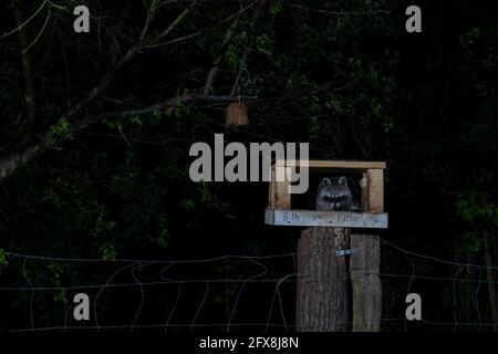 Berlin, Allemagne. 12 mai 2021. Un raton laveur la nuit dans le Grunewald. Initialement amené en Europe depuis l'Amérique du Nord comme fournisseur de fourrures, les animaux ont été libérés pour la première fois dans les années 1930. Sa présence se polarise. Alors que certains appellent à une chasse cohérente, d'autres sont d'avis que le raton laveur fait maintenant partie de notre nature et que les espèces menacées par elle doivent être protégées différemment. Crédit: Ingolf König-Jablonski/dpa-Zentralbild/ZB/dpa/Alay Live News Banque D'Images