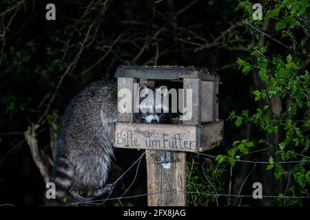 Berlin, Allemagne. 12 mai 2021. Un raton laveur la nuit dans le Grunewald. Initialement amené en Europe depuis l'Amérique du Nord comme fournisseur de fourrures, les animaux ont été libérés pour la première fois dans les années 1930. Sa présence se polarise. Alors que certains appellent à une chasse cohérente, d'autres sont d'avis que le raton laveur fait maintenant partie de notre nature et que les espèces menacées par elle doivent être protégées différemment. Crédit: Ingolf König-Jablonski/dpa-Zentralbild/ZB/dpa/Alay Live News Banque D'Images