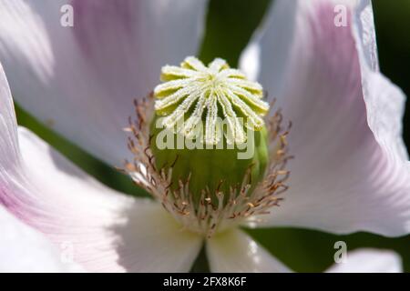 Détail du pavot à opium en fleurs papaver somniferum, fleur de pavot de couleur blanche est cultivé en République tchèque Banque D'Images