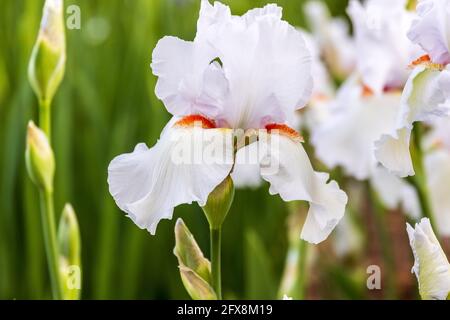 l'iris à barbe blanche fleurit dans la lumière du matin Banque D'Images