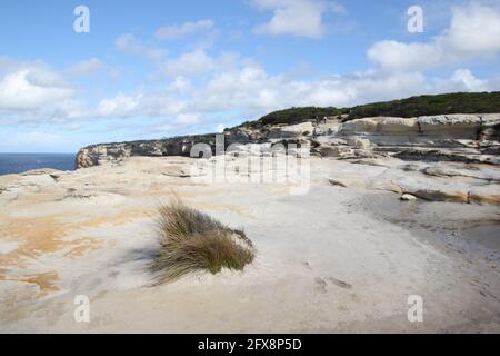 Le Coast Track à travers le parc national Royal, Nouvelle-Galles du Sud, Australie Banque D'Images