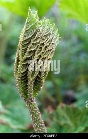 Rhubarb géant brésilien (Gunnera manucata) Ouverture des feuilles au printemps dans les Cornouailles Banque D'Images