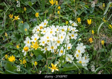 Un timbre de primevère sauvage jaune pâle, Primula vulgaris, croissant sur une banque herbacée avec des célandines jaunes plus vives Ficaria verna Banque D'Images