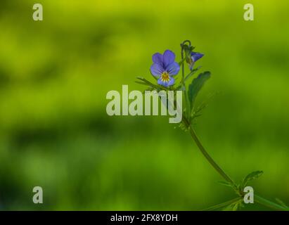 Fleur de viola tricolor (Johnny Jumpup). Magnifique fond floral, printemps Banque D'Images