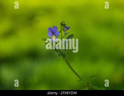 Fleur de viola tricolor (Johnny Jumpup). Magnifique fond floral, printemps Banque D'Images