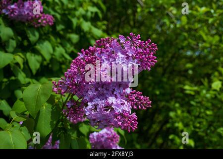 de belles fleurs lilas se branchient sur un fond vert, un fond de source naturel, une mise au point douce Banque D'Images