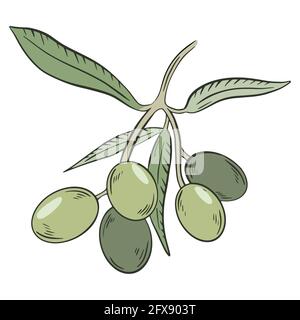 Olives vertes sur une branche, vecteur. Olive entière. Une branche avec des feuilles et des fruits. Dessin à la main. Collecte des oléagineux. Illustration de Vecteur