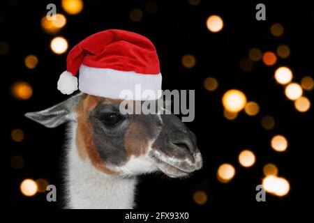 Portrait d'une lama ou d'un alpaga dans un chapeau de Noël sur fond noir avec des lumières floues. Bannière de Noël ou du nouvel an Banque D'Images