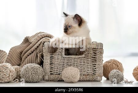 Ragdoll chaton dans le panier avec le fil Banque D'Images