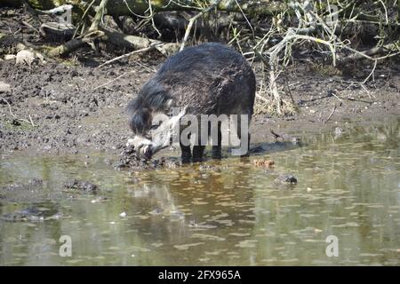 Le roi du froid, le viayan Warty Pig Banque D'Images