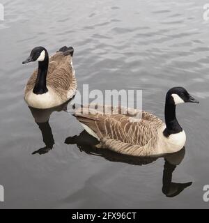 Paire de Bernaches du Canada natation sur un étang Banque D'Images