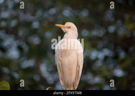 grue blanche oiseau (aigrette) debout sur l'arbre Banque D'Images