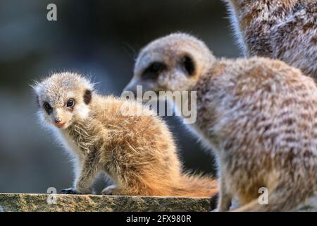 Meerkat bébé, meerkat juvénile (suricata suricata), avec des adultes Banque D'Images