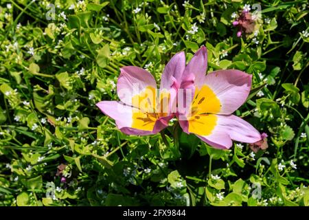 Tulipa saxatilis 'Lilac Wonder', fleurs ouvertes de tulipe botanique jaune et rose pâle, tulipa bakeri Banque D'Images