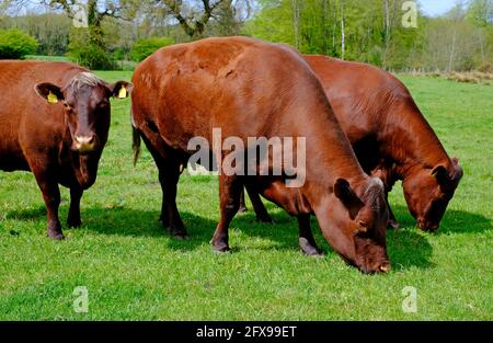 bétail de sondage rouge dans campagne pré, nord de norfolk, angleterre Banque D'Images