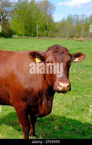 bétail de sondage rouge dans campagne pré, nord de norfolk, angleterre Banque D'Images