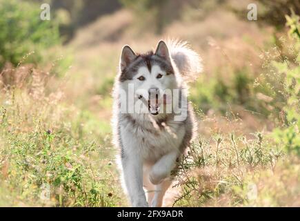 malamute d'Alaska en course sur un terrain ensoleillé Banque D'Images