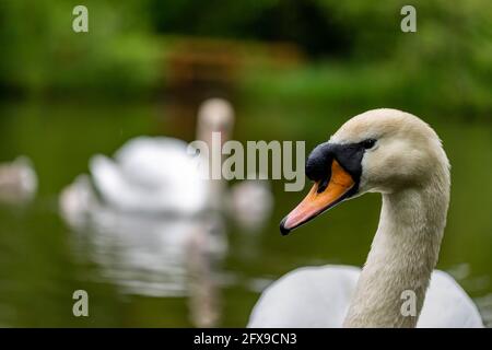 Cygnets. White Cygne muet (Cygnus olor),une famille et plusieurs adultes cygnets natation dans l'eau à la fin du printemps au Royaume-Uni. Cygnets Mute blanc. Banque D'Images