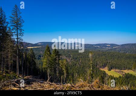 Allemagne, Schwarzwald vue panoramique au-dessus des sommets d'arbres verts sans fin de sapins et de conifères dans la forêt de conifères près de titisee neustadt Banque D'Images