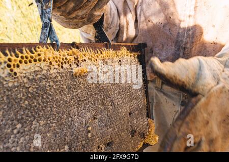 Détail d'un apiculteur tenant avec des pinces le nid d'abeille en bois des abeilles fermées pour contenir le miel et la nourriture nécessaire pour l'hiver avec sélectif Banque D'Images