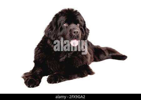 Chien de Terre-Neuve couché sur fond blanc Banque D'Images