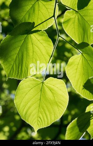 Le tilia cordata à petits feuilles laisse la lumière du soleil à travers le feuillage de Linden Banque D'Images