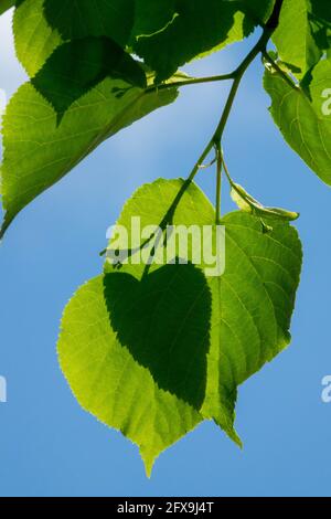 Feuilles de chaux à petits feuilles tilia cordata Banque D'Images