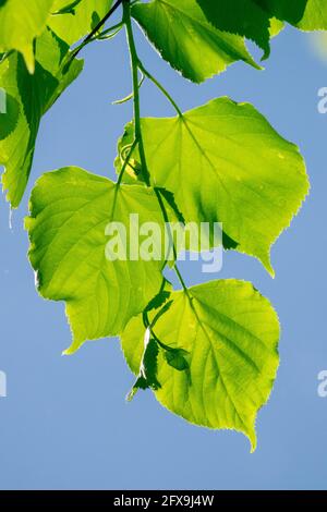 Little-Leaf Linden laisse Tilia cordata Banque D'Images